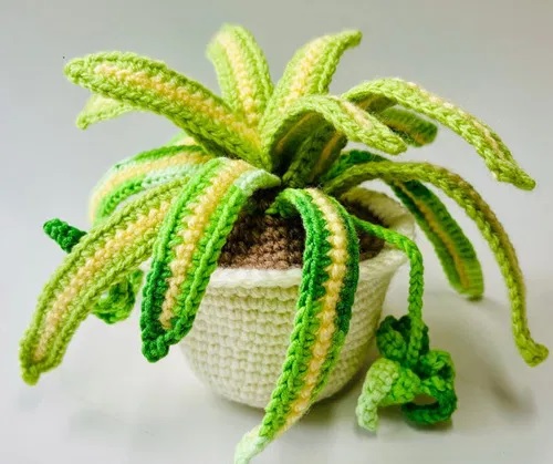 potted spider plant