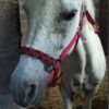 5 Macrame Horse Halter Ideas