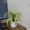 7 Crochet Spider Plant Free Patterns