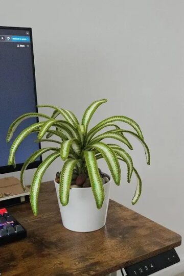 7 Crochet Spider Plant Free Patterns