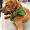 8 Crochet Dog Scarf Free Patterns
