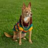 11 Crochet Dog Sweater Free Patterns