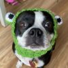8 Crochet Dog Snood Free Patterns